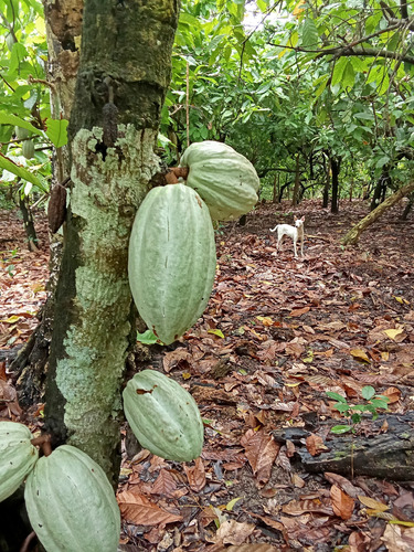 Cacao Seco Criollo 3 Kilos + 500 Gramos De Regalo