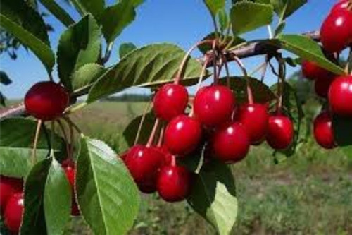 Imagen 2 de 10 de Guindo Arbol-prunus Cerasus 1.7mts.e.gratiscaba-gba