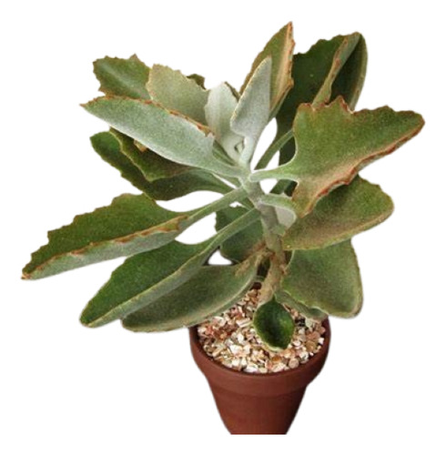 Kalanchoe Beharensis Roseleaf Suculenta Ahora Mercado Envío