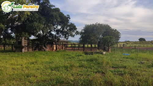 Imagem 1 de 15 de Fazenda Á Venda Em Corguinho/taboco - Ms -551 Hectares (dupla Aptidão) - 2237