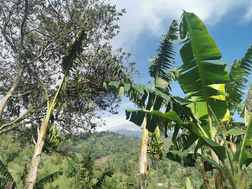 Imagen 1 de 13 de Finca - Boquia - A Cinco Minutos De Salento.