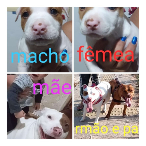 Imagem 1 de 1 de Vendo Filhotes De Pitbull