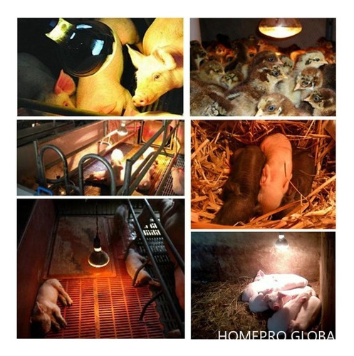Lâmpada 250w Secagem Aquecimento Alimentos Réptil 220v