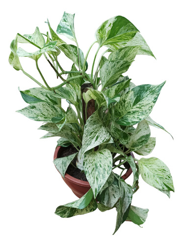 Planta Potus Variegado 