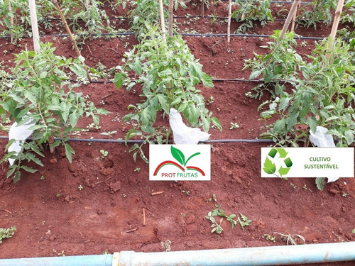 Sacos Agro Tnt C/ Elástico 18x26cm Proteção Frutas 1.000 Un