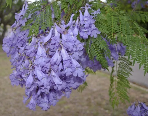 comprar Jacaranda Mimosifolia Morada No Semilla Arbolito-ornamental