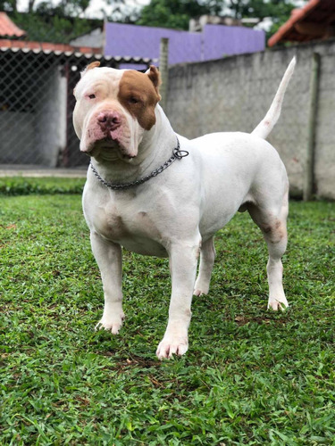 Pit Monster