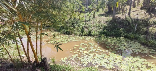 Imagem 7 de 18 de Miracatu/chácara C/lago/casa S/acabamento/ref:05365