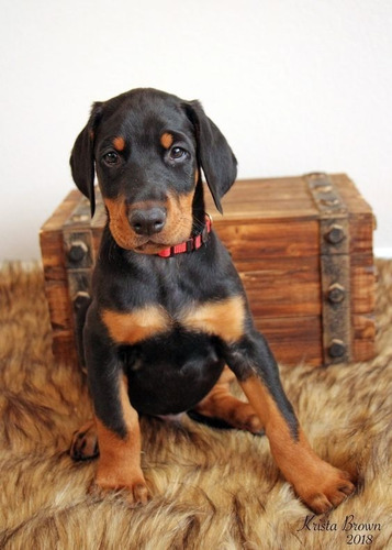 Cachorros Doberman Perrito Doverman Puppy Dobermen Perros