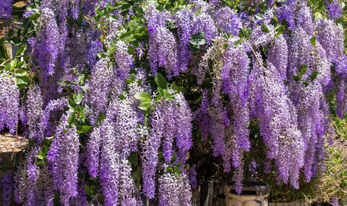 Planta De Wisteria Mexicana