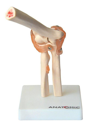 Articulação Do Cotovelo Com Ligamentos Esqueleto Anatomic