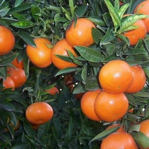 Mandarina Piñatera ( Árbol ) 1.40 M Mandarina Dulce 