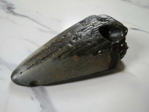 Imagen 4 de 8 de Diente Gigante Tiburón Megalodon Fósi Dinosaurio Monstruo