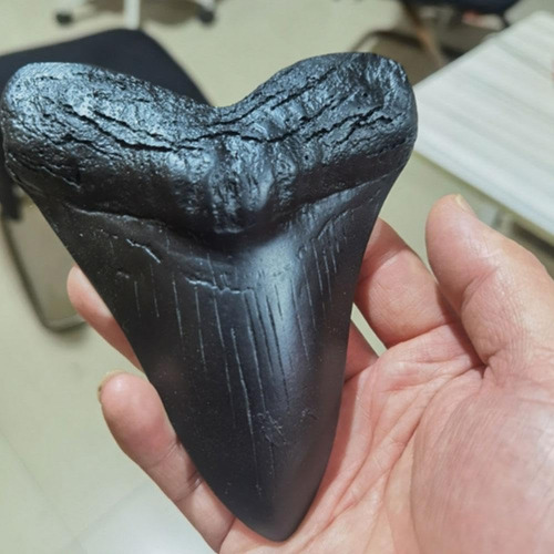 Réplica Fósil De Diente De Tiburón Megalodon, Resina Negra,