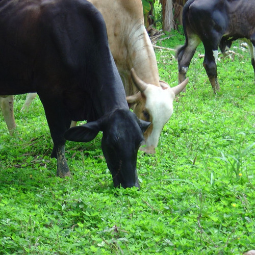 Stylosantes Campo Grande P/ Consorcio com Brachiaria 400 g