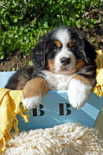 Boyero De Berna Cachorros, Pureza + Genetica Y Porte 100%