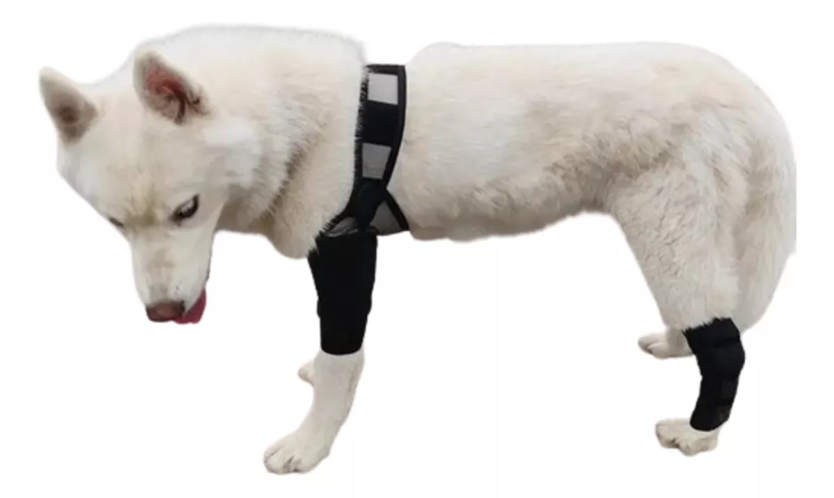 Tercera imagen para búsqueda de ortopedia para perros