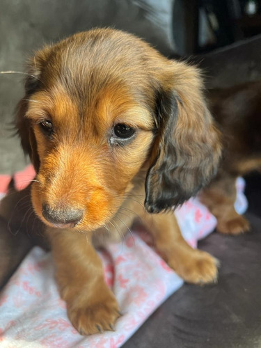 Imagen 3 de 7 de Perros Salchicha De Pelo Largo