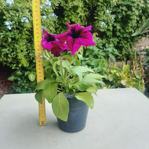 Imagen 3 de 6 de Petunia De Color Violeta, Varios Colores Rosa, Rayadas Etc.