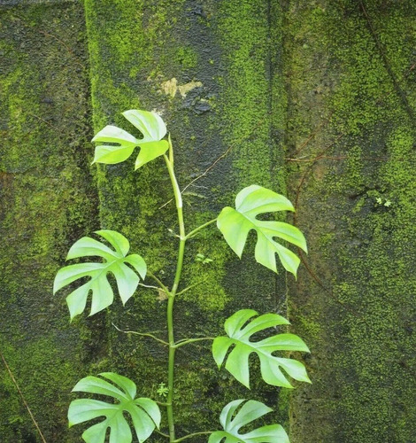 50 Semillas De Tetrasperma