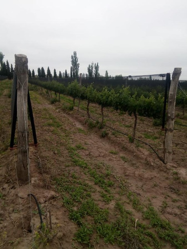 Imagen 10 de 13 de Fincas 19 Ha- Cañada Seca- San Rafael - Mendoza