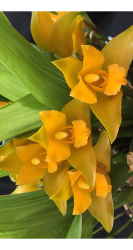 Paquete De 4 Orquideas A Elegir !!! Diferentes Especies:)
