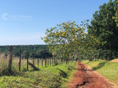 Imagen 6 de 20 de Se Vende Campo 70 Ha Con Gran Casa. Santo Pipó Misiones. Arroyo Y Pino. Suelo Para Yerba.