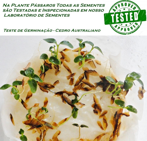 Imagem 2 de 6 de 1.500 Sementes Cedro Australiano - Reflorestamento Madeira