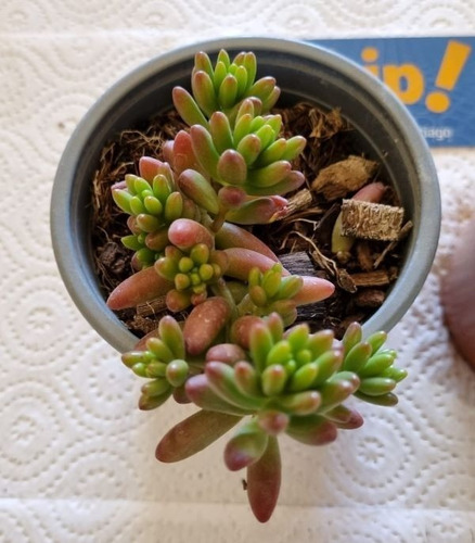 Suculentas Sedum Rubrotinctum Aurora O Nariz De Payaso
