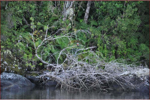 Paraíso: Predio Y/o Bosque Con Dos Islas Privadas