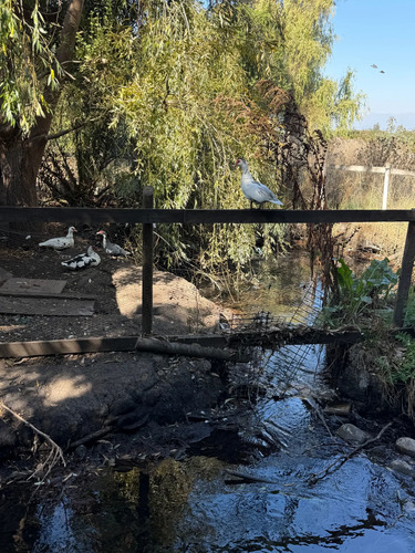 Isla De Maipo 2d/1b Parcela Frutales (160639)
