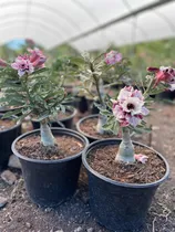 Comprar Flor Del Desierto, Adenium Multipetalo (planta De Injerto) 