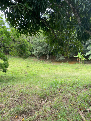 Terreno Com Pomar E Nascente