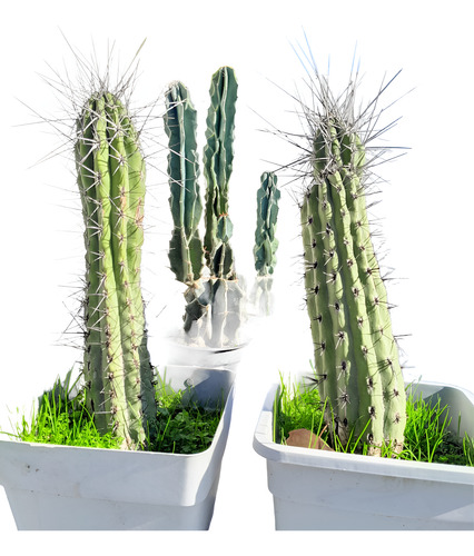 Cactus Exóticos Monstruosos Muy Grandes En Maceta Cada Uno