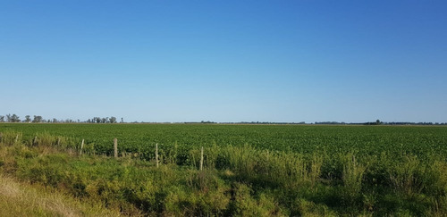 Vendo Establecimiento Agrícola-ganadero 811 Ha San Bernardo