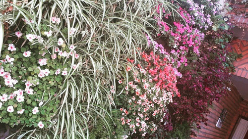 Imagen 3 de 10 de Jardines Verticales / Cuadros Vivos (seña)