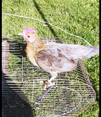 Gallinita Kikiriki Lea Descripción (Usado)