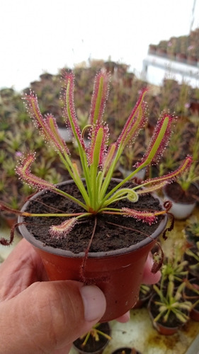 Pack De 4 Peatmoss Con Perlita Al 30% Más Drosera