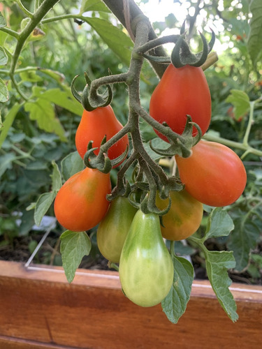 Semillas De Tomate Red Pear (solanum Lycopersicum)