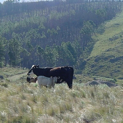 Imagen 5 de 15 de Vendo Lote En Lomas De Tigre (urbanizacion De Categoria)