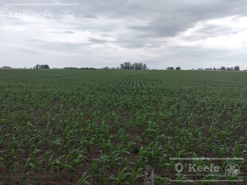Imagen 5 de 22 de Campo Mixto En Venta En Chivilcoy 60 % Agrícola - Armado