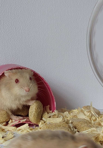 Hermosos Topitos Rusos - Hamster Ruso - Hamster Enano Albino