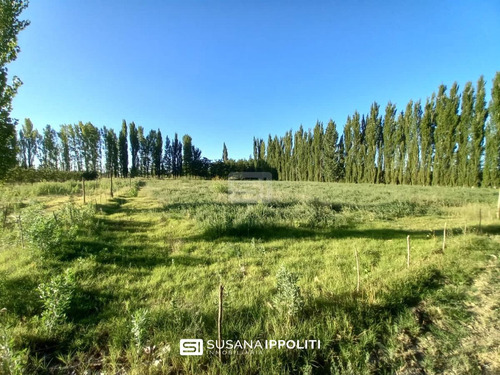 Imagen 7 de 23 de Finca Productiva De 17ha En General Alvear - Mendoza