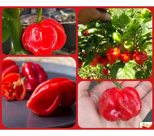 100 Sementes Pimenta Moranga Red Vasos E Canteiros.