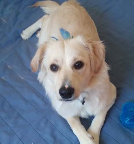 Félix, Cachorro Pseudo Golden ( Pero Mas Chiquito) , Un Sol