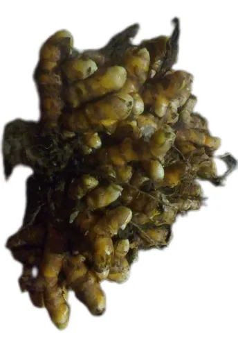 comprar Cúrcuma - 10 Mudas De Temperos Para Exterior