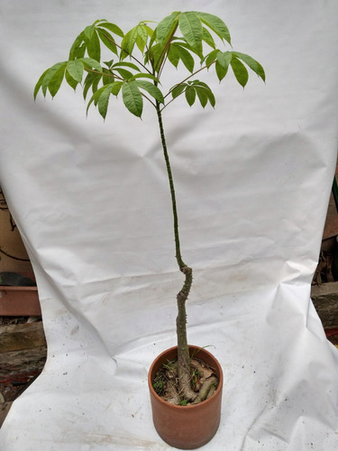 Bonsai Grande De Palo Borracho / 12 Años Maceta De Terracota