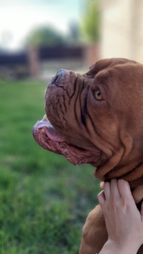 Servicio De Stud Dogo De Burdeos