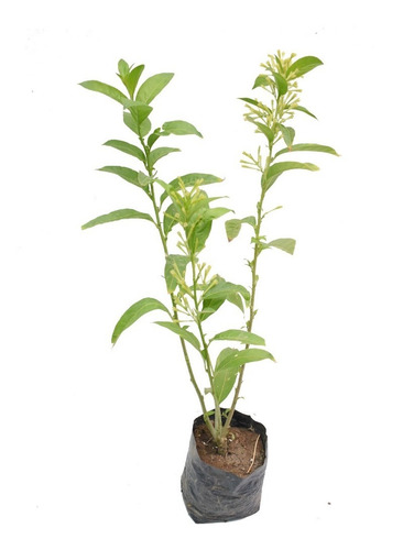 Imagen 2 de 3 de Galan De Noche Planta Aromatica Perfumada Flores Cestrum