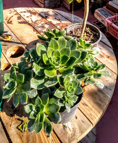 Aeonium Haworthii - Suculenta Crasa De Colección - M 12